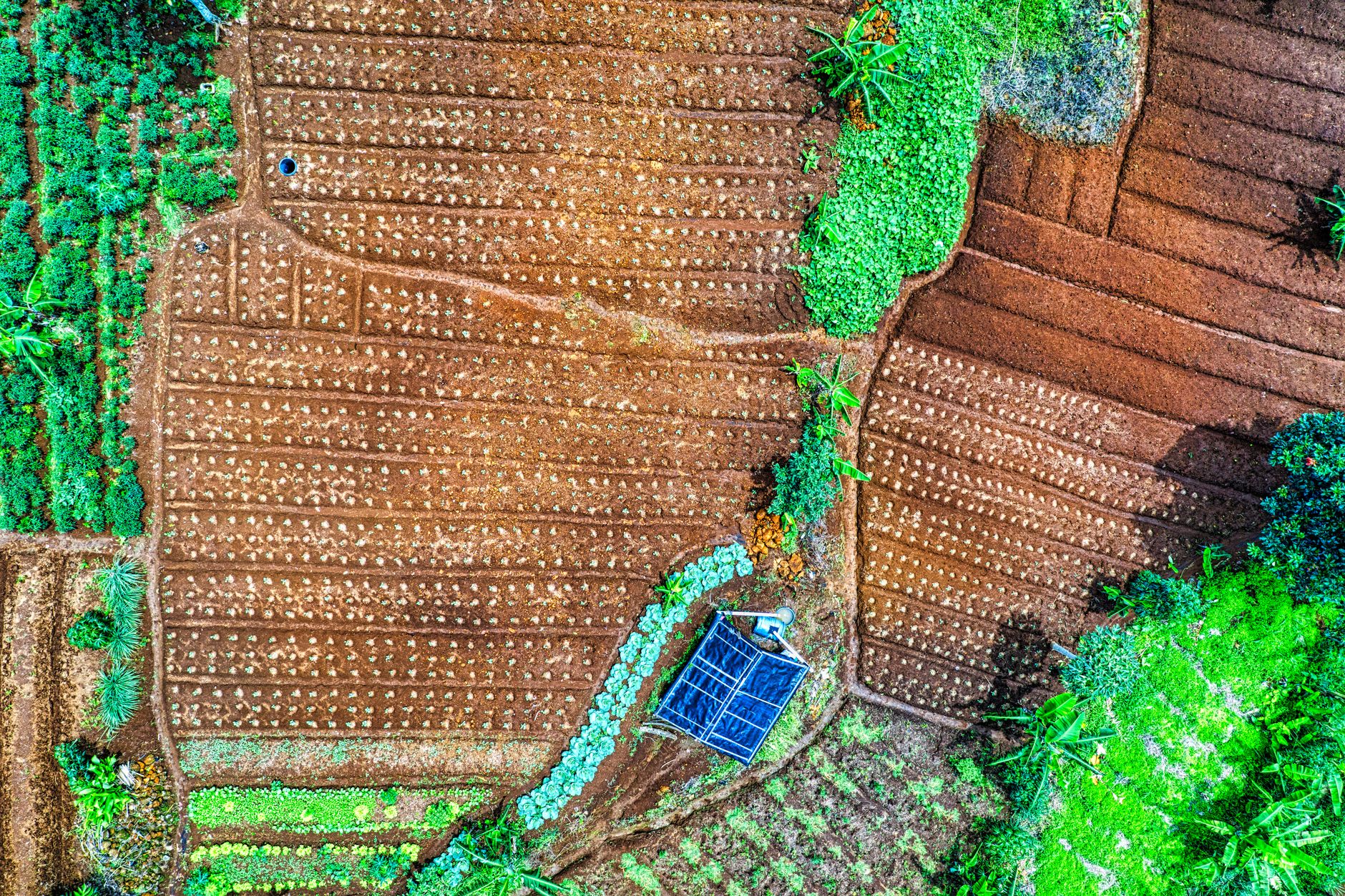 Panele fotowoltaiczne na wysokiej konstrukcji nad polem uprawnym w ramach agrofotowoltaiki